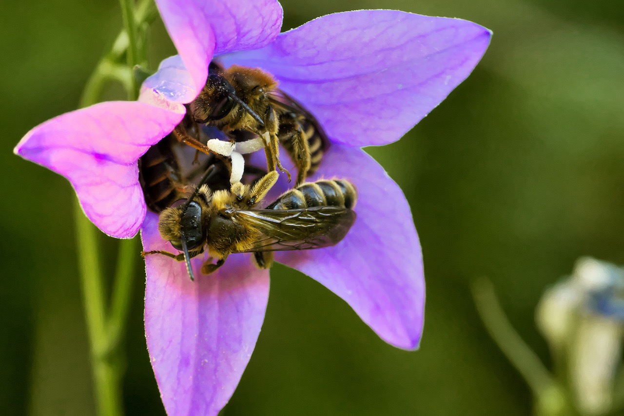 Wildpflanze (2) Kopie