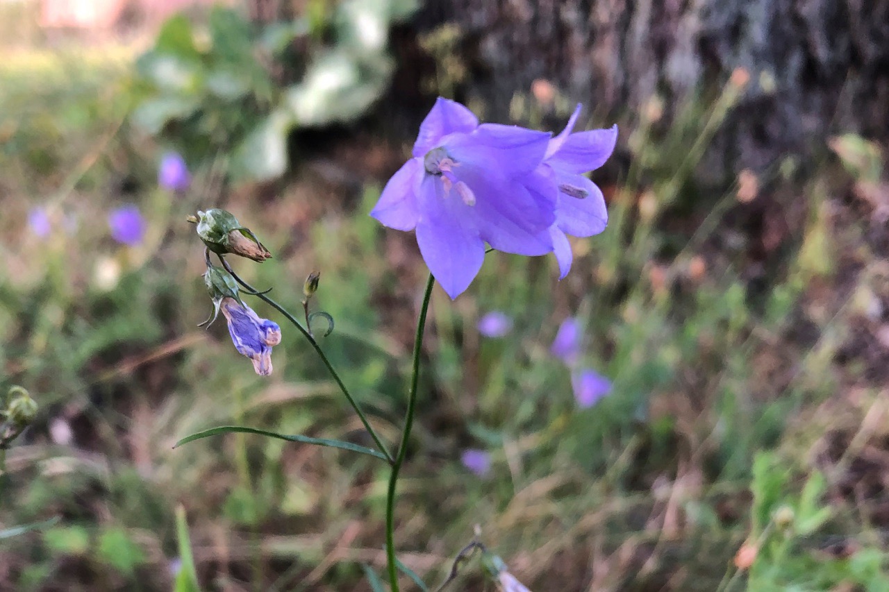 Wildpflanzen-Titelbild( 20)