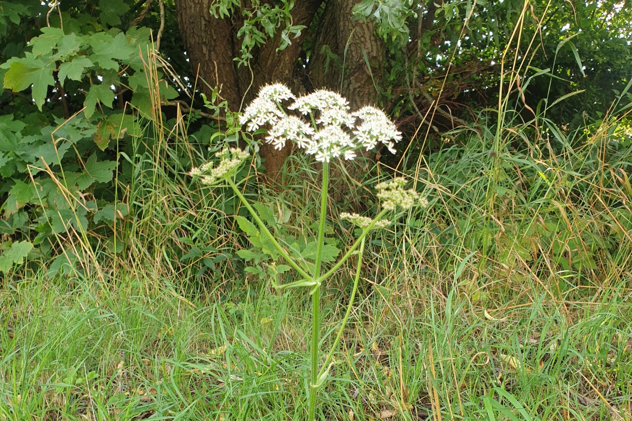 Wildpflanzen-Titelbild (21)