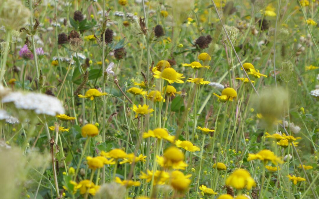 Wie können Sie Wildbienen helfen und unser Projekt unterstützen?