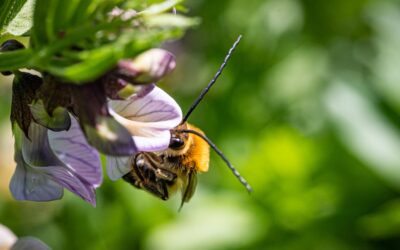 Neues Wildbienenprojekt am Umweltzentrum gestartet