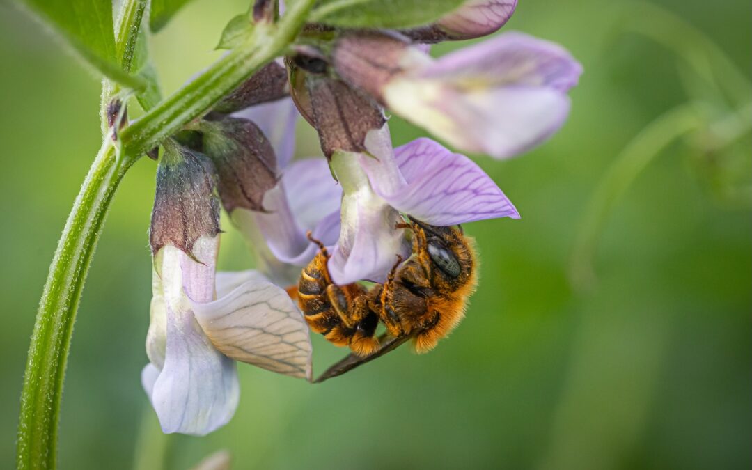 Wildbienenworkshop für Grundschulkinder und ihre Eltern und Großeltern