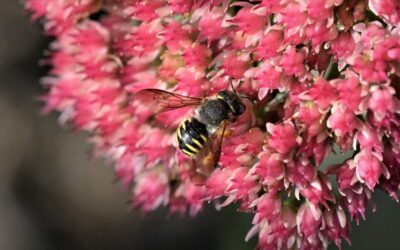 Umfrage im Projekt BienenBrückenBauen