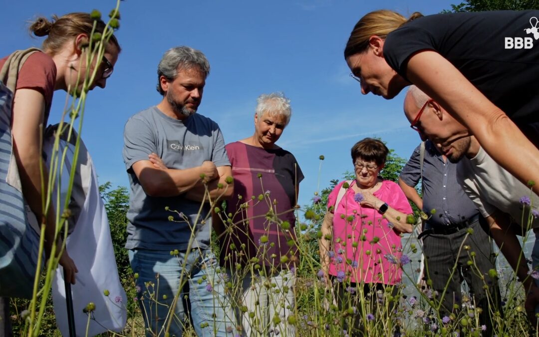 Fachgruppe Wildbienen Dresden: Vortrag