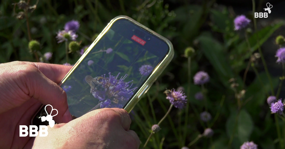 Fachgruppe Wildbienen Dresden:  Wie fotografiere ich Wildbienen am besten, um sie später bestimmen zu können, und wie kann ich meine Funde melden?