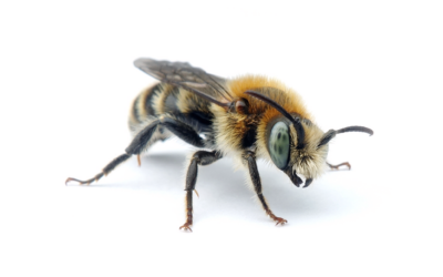 Erneut unerwarteter Wildbienenfund auf dem Weißeritzgrünzug in Dresden