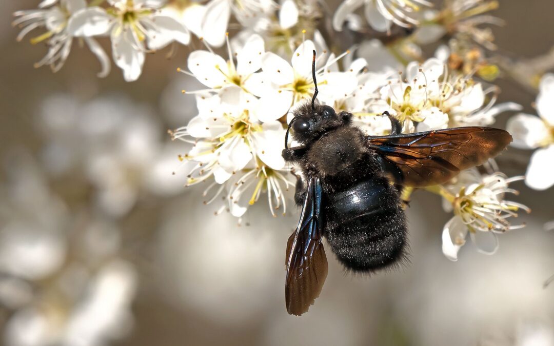 Parasiten von Wildbienen – Mitesser, Untermieter, Nutznießer (abgesagt)