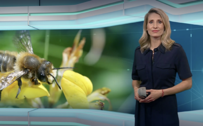 MDR-Beitrag zu BienenBrückenBauen anlässlich des Weltbienentags